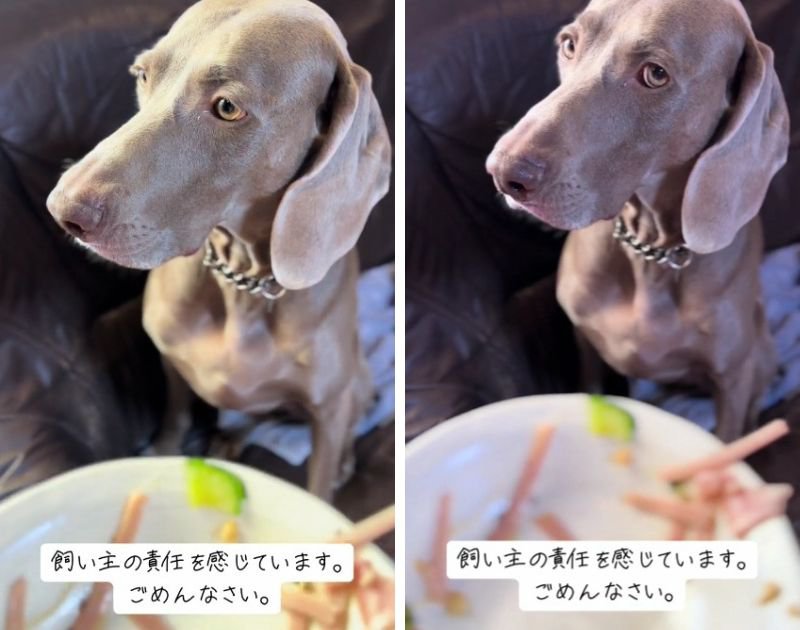 主『二重の鍵をどうやって開けた…？』犬『スンッ（遠い目）』盗み食いをした大型犬と主の会話　意外な理由でも注目集まる