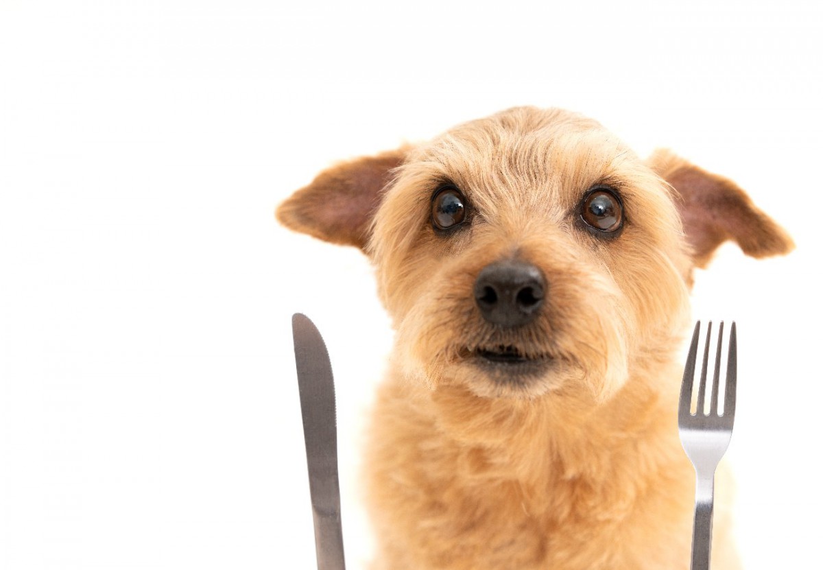 犬のご飯と相性バツグン！栄養がとれるおすすめトッピング3選