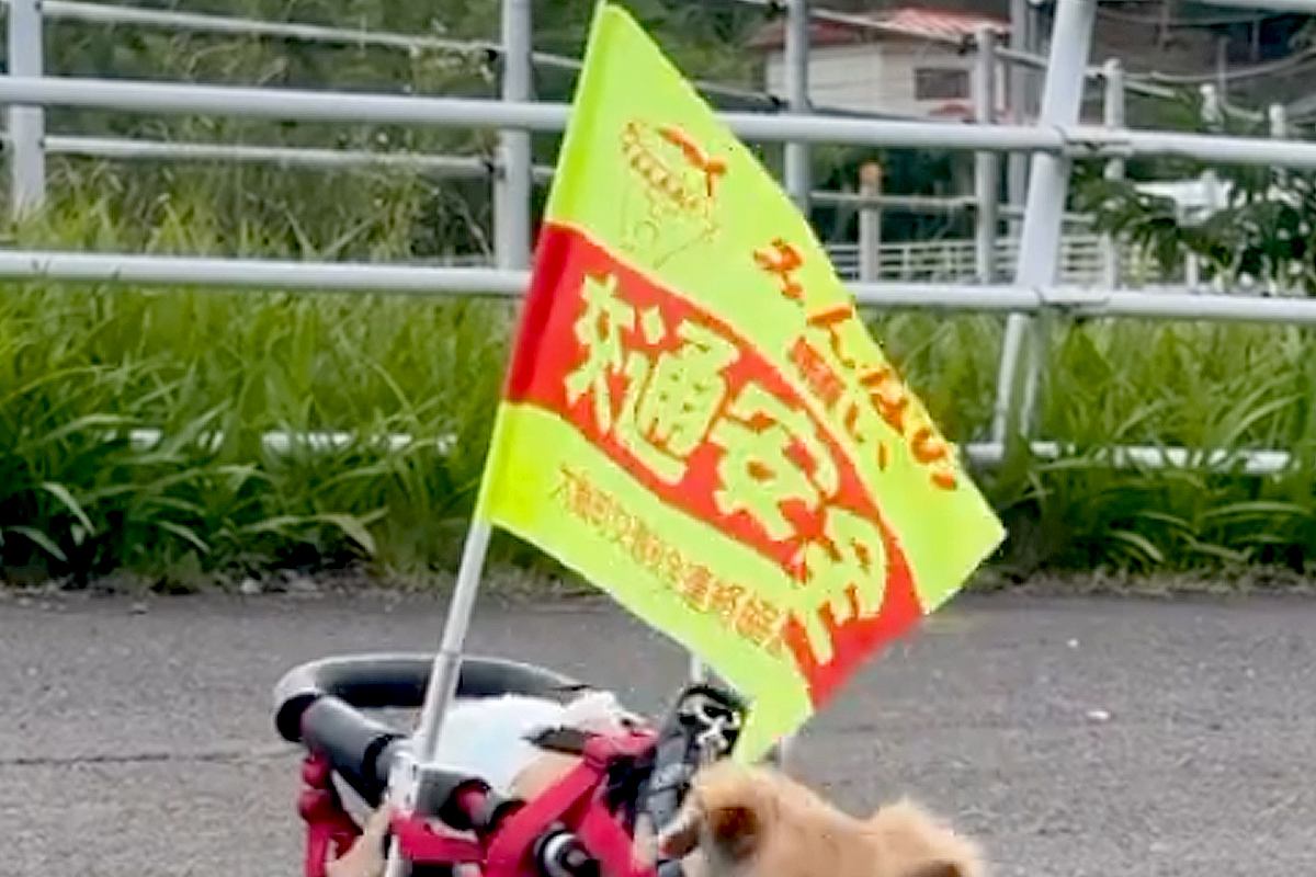朝、車椅子の犬が『交通安全の旗』をつけてお散歩へ→一生懸命歩いて…思わず二度見する『尊いパトロール』に反響「めちゃ可愛い」「元気もらえる」