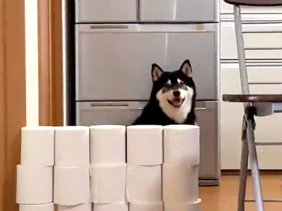 『トイレットペーパーで作った壁』を犬が飛び越えられるか検証→見た目とのギャップがすごい『まさかの結果』に反響「柴リンピック」「声出た」