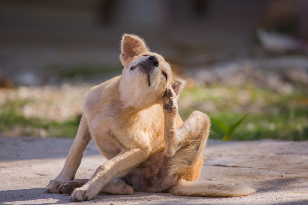 犬の体に『ノミ』を見つけたときのNG行為２つ　飼い主が取るべき対応から正しい対策まで