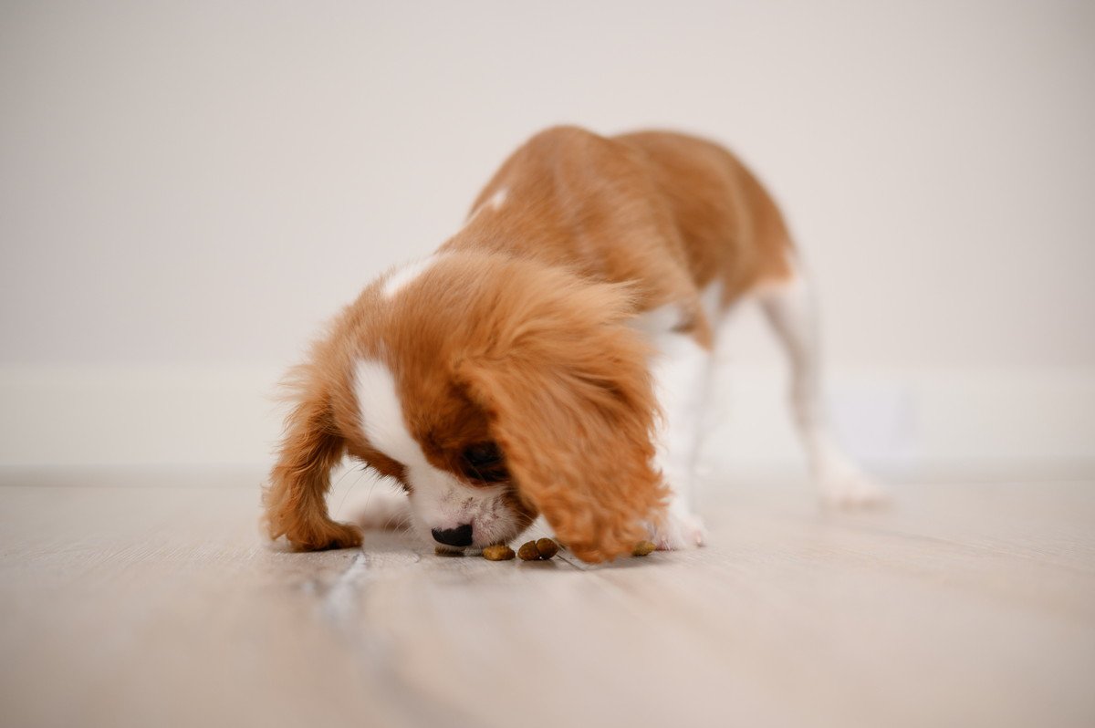 犬の『室内での拾い食い』を予防する方法は？5つのコツや正しいしつけ方を解説