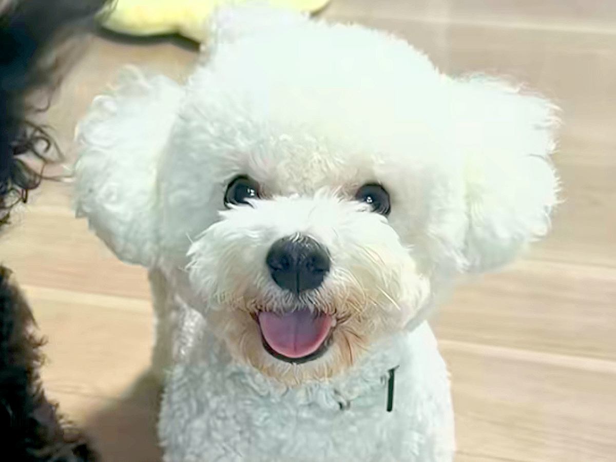 夫婦でそれぞれ『犬の写真』を撮影した結果…もはや別の犬？『露骨すぎる表情の違い』が52万再生「２匹飼ってる？ｗ」「どちらも可愛い」と反響