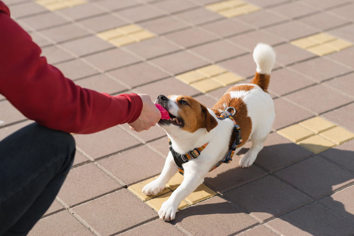 犬が『独り占めしたい』ときにみせる5つの行動　考えられる原因から改善策まで解説
