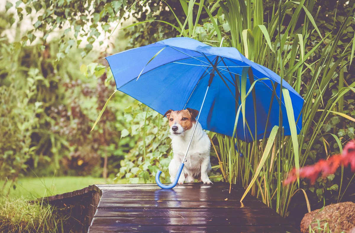 『雨の日に犬の散歩をする工夫』3選