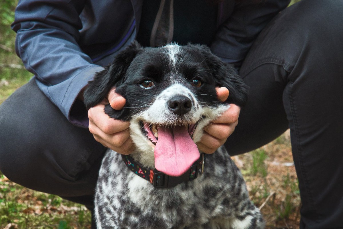 犬の皮膚が伸びるのは何故？引っ張っても大丈夫？過度にやりすぎるとトラブルになることも