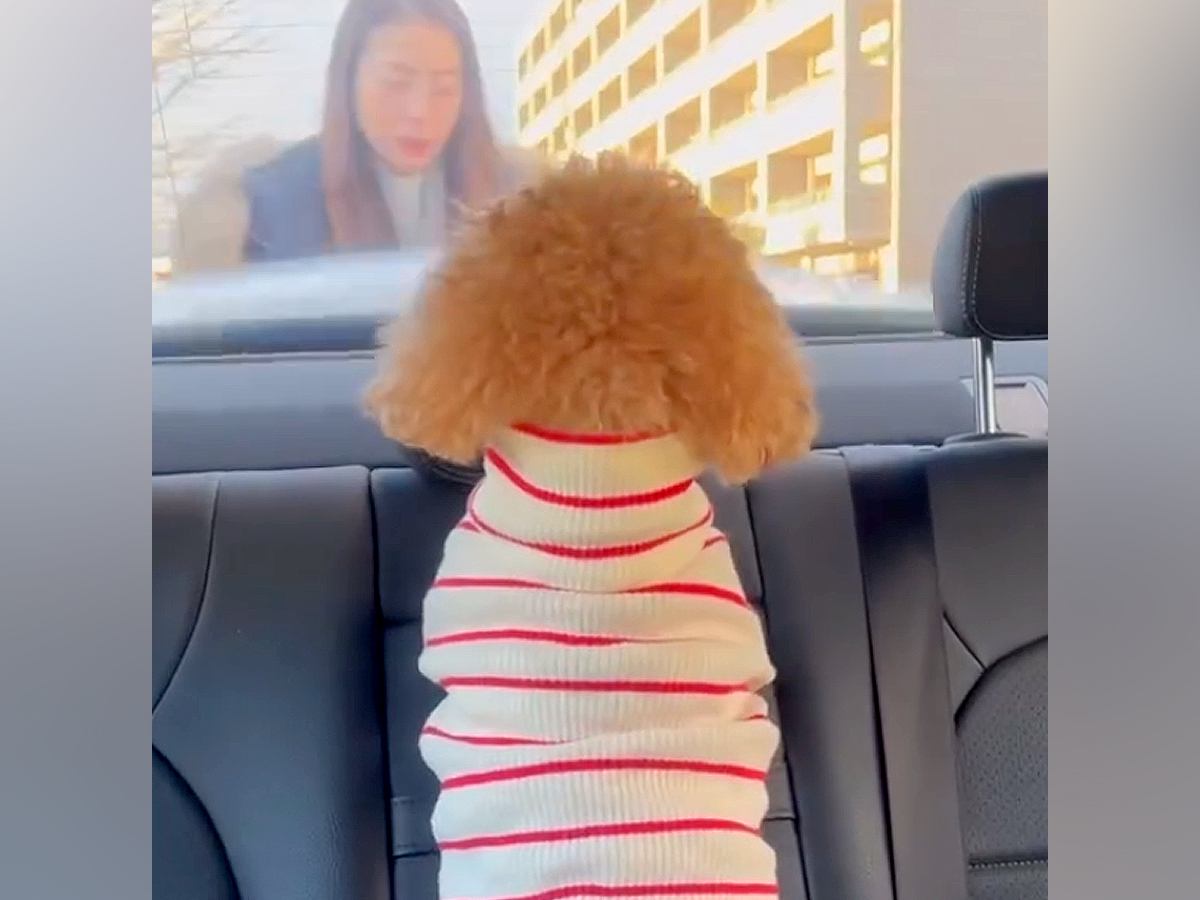車で駅までお迎えにきてくれた犬→『熱烈歓迎をしてくれた』と思ったら…帰り際の『違いすぎる態度』に反響「いじけてるｗ」「差がすごい」の声