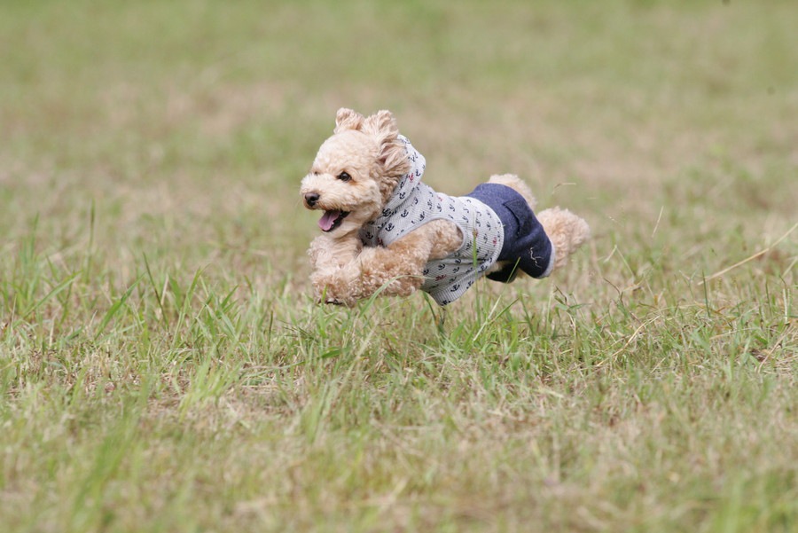 犬が興奮している時に見せる5つの行動