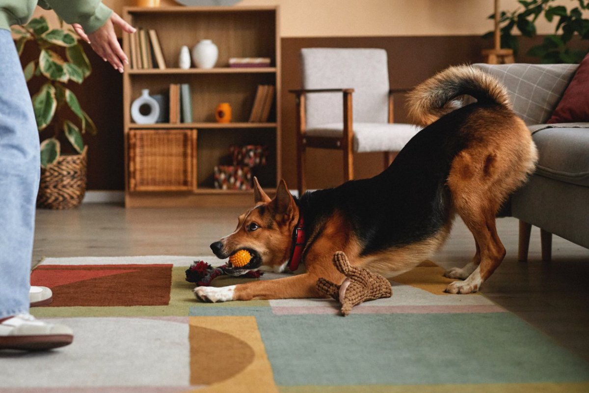 『負けず嫌いな犬』の特徴5選　あなたの愛犬は気が強い？お世話する際に気をつけるべきこととは