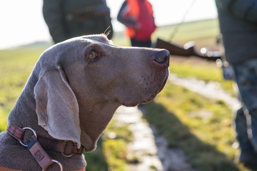 愛犬を守れるのは飼い主だけ！災害が起こる前に確認しておくべき３つのこと