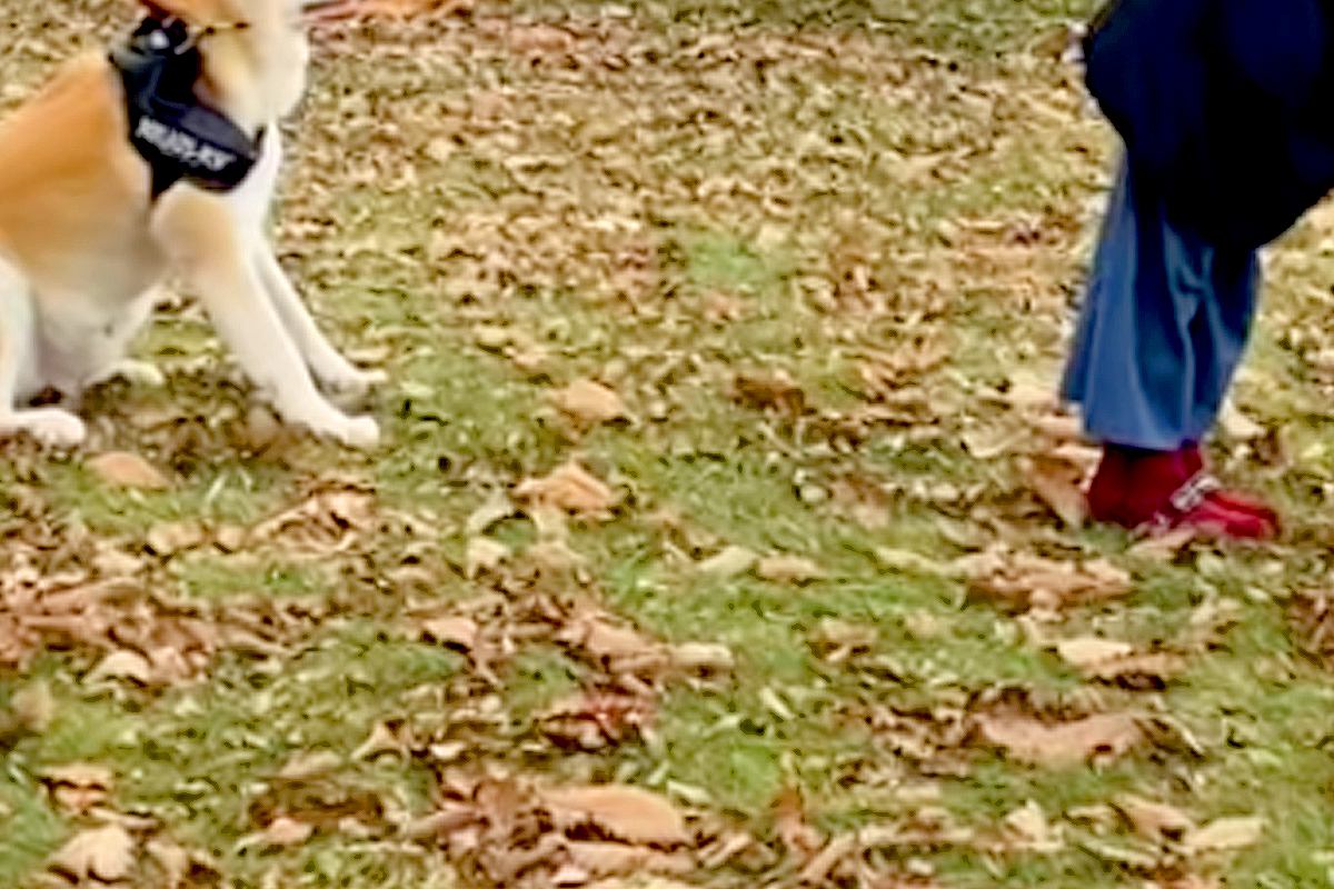 散歩拒否をする『大きな秋田犬』→全く動かないので…飼い主が『マイケルジャクソンになる光景』が35万再生「ジワるｗ」「表情が誇らしげで草」