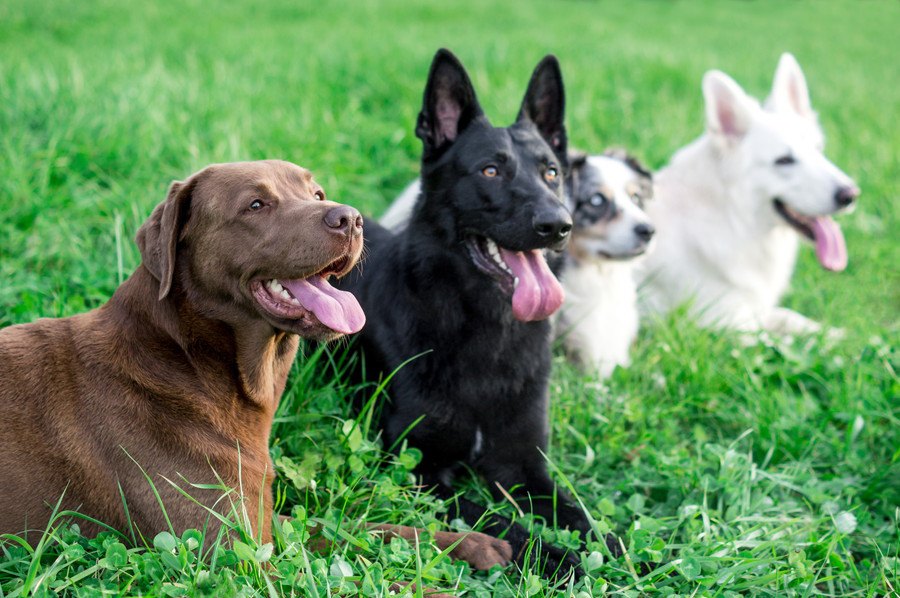 しつけ教室の経験のある犬は騒音への不安が少ないという研究結果