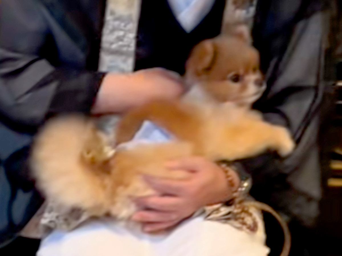 家に住職がやってきて様子をうかがう犬→お経が終わった直後にみせた『まさかの行動』が207万再生「空気読んでて草」「めっちゃ馴染んでるｗ」