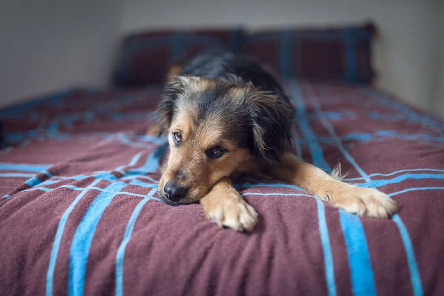 寝たきりの老犬のためにできるご飯を与える時のポイント5つ