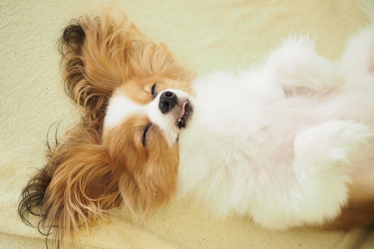 犬が睡眠中に『ピクピク動く』のは病気なの？寝ているのに体が動く４つの理由と注意点