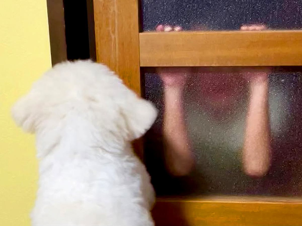 喧嘩で泣いてしまった男の子→心配した犬が追いかけて…思わず涙する『本当の兄弟のような行動』が23万再生「めちゃ泣いた」「優しさ伝わる」