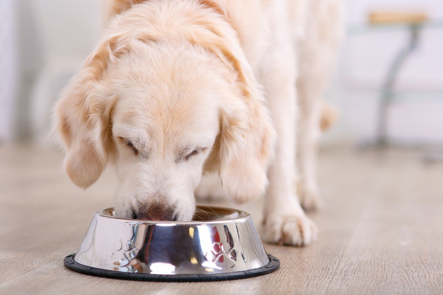 犬に葛湯・葛練りを与える際に期待できる効果と注意点