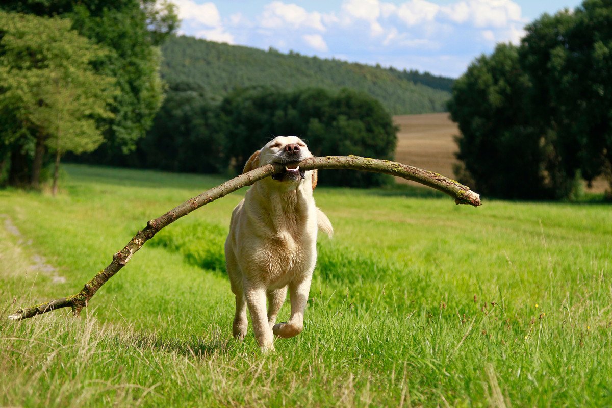 『犬の散歩中あるある』ランキングトップ7　あなたの愛犬はいくつ当てはまりましたか？