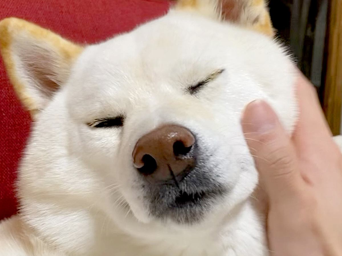 お兄ちゃんが結婚、実家を出てから3年が経過→寂しがる犬の『切なくて愛おしい行動』が145万再生「1分1秒を大切に」「最高のお出迎え」