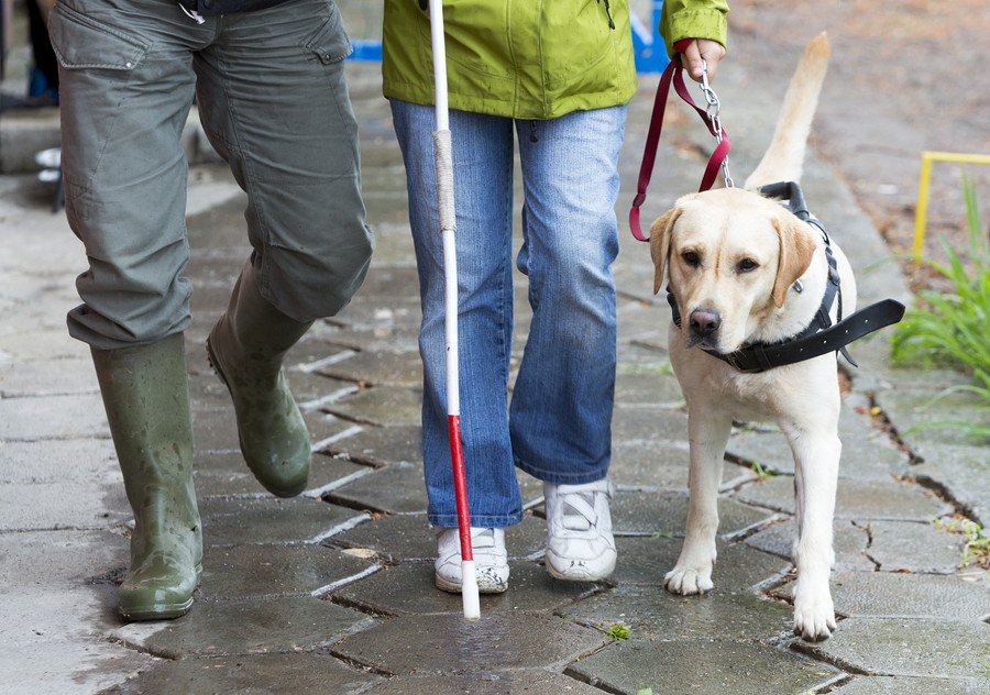 盲導犬に向いている犬種とは？理由や仕事内容を解説