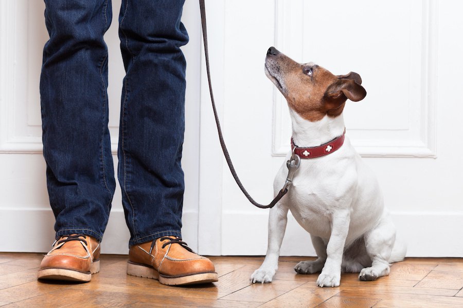 必ずやろう！犬のしつけで最低限やるべきこと３つ