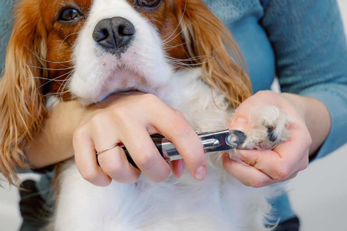 犬に『爪切り』をするときの絶対NG行為５選　正しいケアの仕方や嫌がらせないためのコツまで