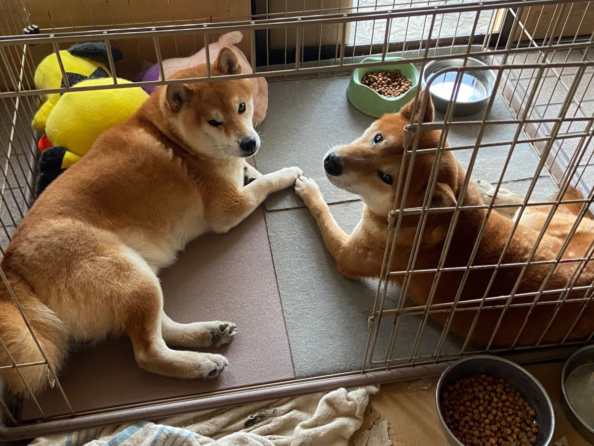 【奇跡的な再会】最初の出会いから2ヶ月後、ついにお迎えできた保護犬