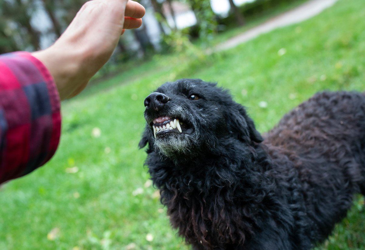 犬が飼い主に唸ってくる理由は？5つの心理とやめさせる方法