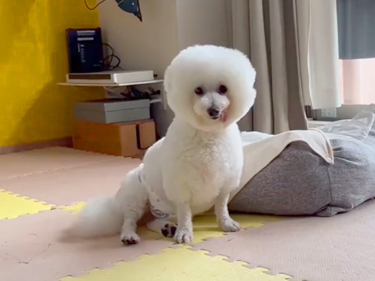 『９年間、狭いケージの中にいた保護犬』を飼った結果→名前を呼んでも来ないけれど…『最大のスキンシップ方法』に涙が止まらない「感動した」