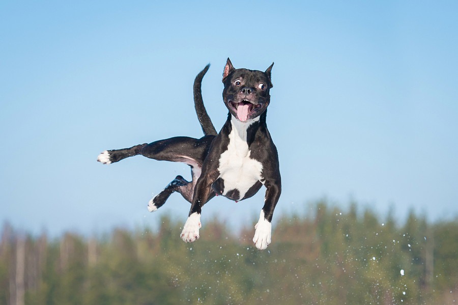 犬がよくする「おちゃめな失敗」５選