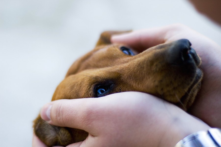 犬がパニックになった時、すぐにやるべきこと３つ