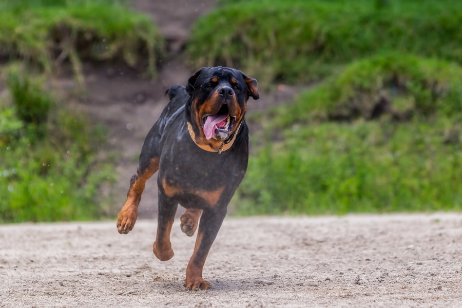 気性が荒いと言われがちな犬種3選