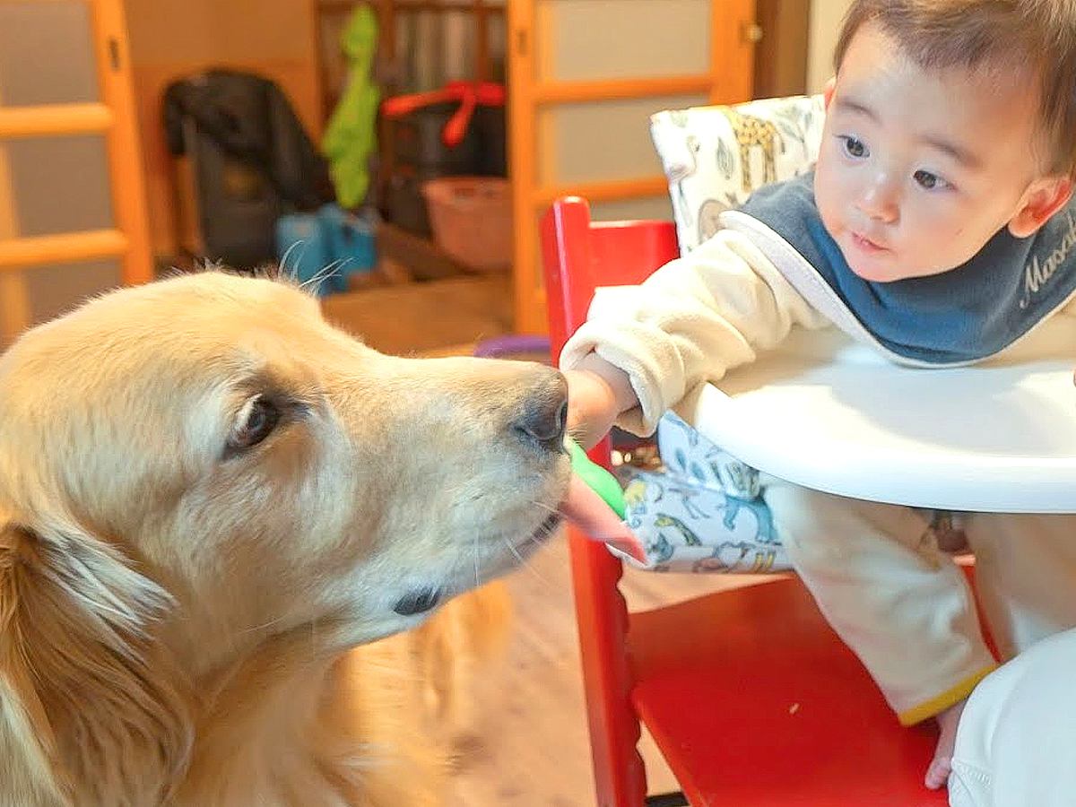 なぜか大型犬が『赤ちゃんの隣から離れない』…かわいい理由と愛おしい展開が28万再生「平和な家族すぎ」「可愛いが大渋滞してる」