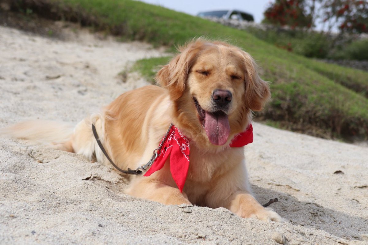 『暑さが苦手な犬種』4選　夏が得意ではないワンコの特徴や対処法まで