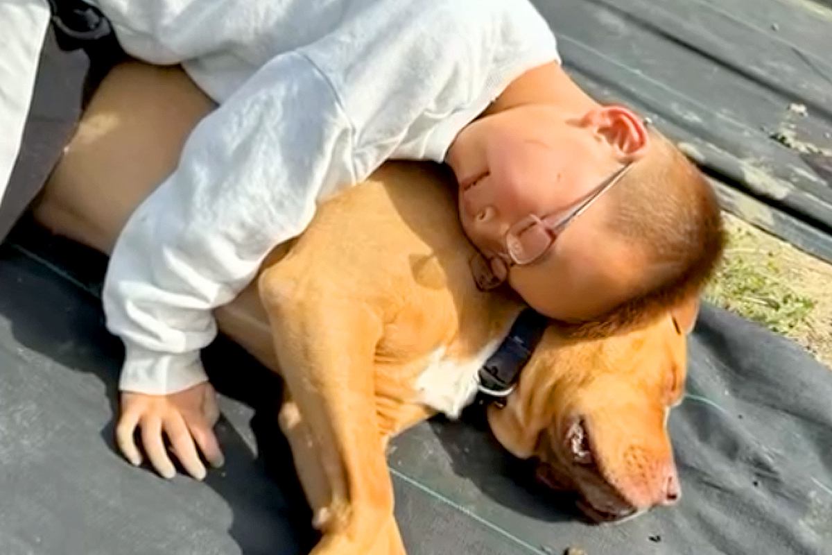 男の子と仲良しな大型犬→いつでもどこでも一緒にいて…あまりにも尊い『本当の兄弟のような様子』が32万再生「愛し合ってる」「大親友」と絶賛