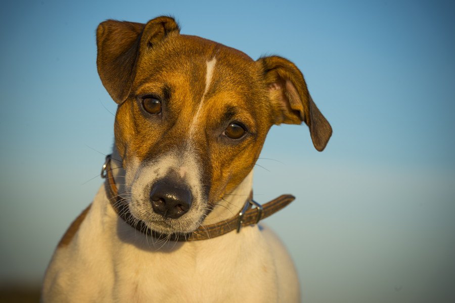 犬の飼い主が知らないうちにしている『優しい虐待』３選