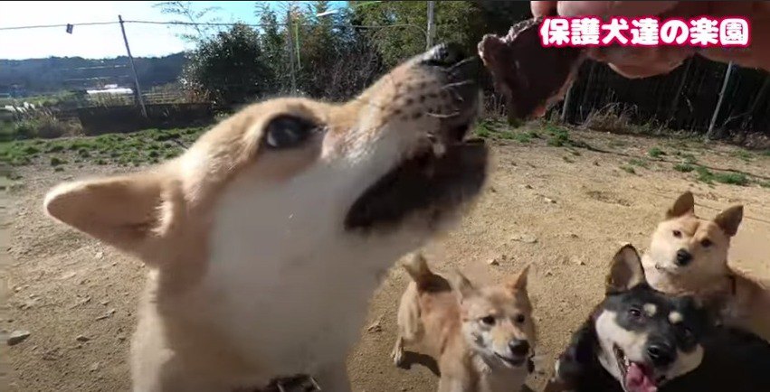 保健所出身『野犬』たちの愛おしすぎるおやつタイム♡