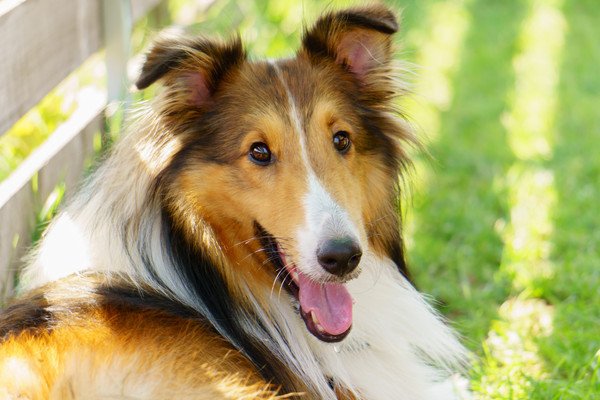 名犬ラッシーの犬種はラフコリー！その特徴と飼い方のポイント