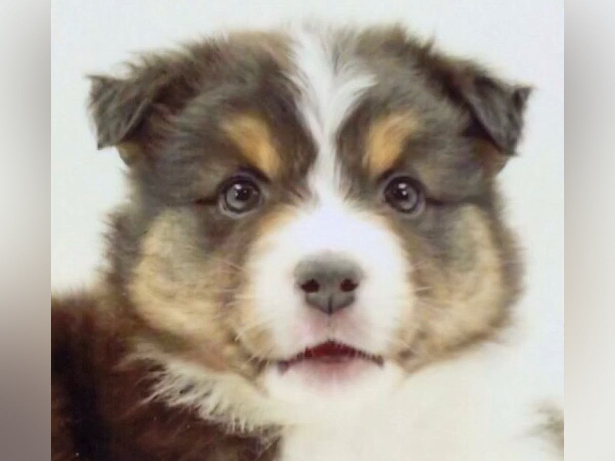 『子どもが怖がるから』と捨てられ、１歳で３回も家が変わった犬→10年後…涙が止まらない『現在の光景』が62万再生「泣いた」「素敵な笑顔」