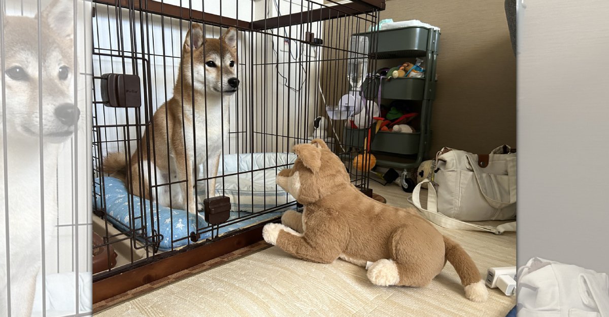 ぬいぐるみに犬見知り！？目を逸らして硬直する柴犬さんが可愛い♡