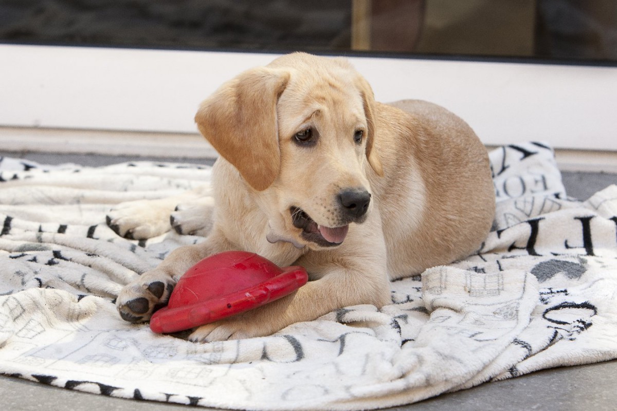 盲導犬候補の犬が感じる分離ストレスは悪影響になり得るか？【研究結果】