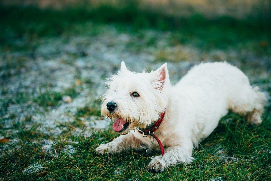 犬が『おねだり』をしている時にする仕草や態度５選