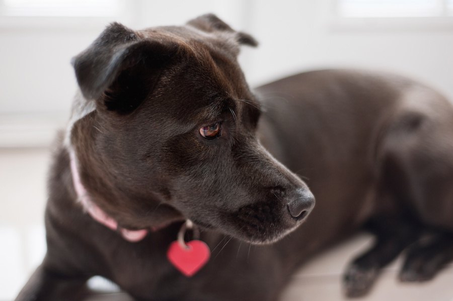 犬の鑑札とは？つけるメリットや必要性について