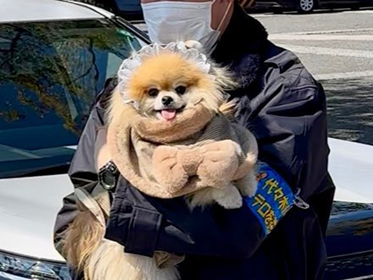 犬を散歩していただけなのに、警察に逮捕されて…『まさかの罪状』と警察官の神対応に2万いいね集まる「可愛いは重罪」「所轄はワン岸署か」