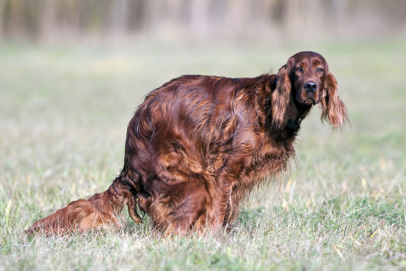 犬のうんちの回数が増える原因とは？考えられる病気や対処法