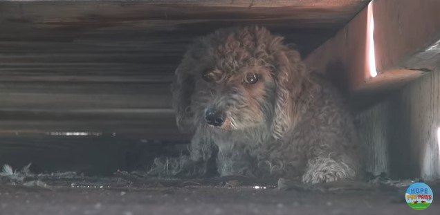 廃材置き場に居ついた小型犬きょうだいを保護！真っ白に生まれ変わった♪