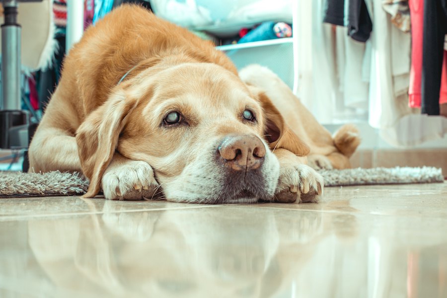 犬の「隠れ老化」サイン５選！ちょっとした行動の変化も見逃さないで