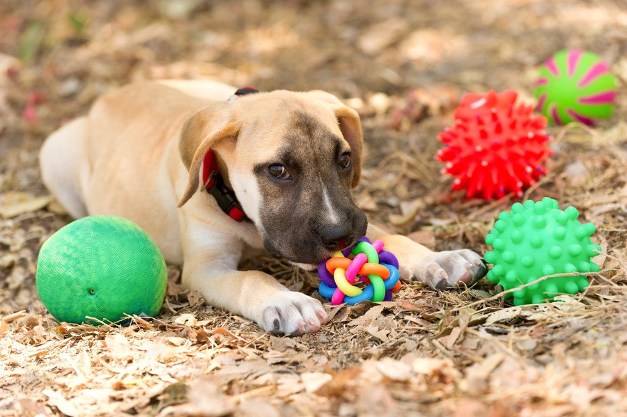 犬がプラスチックを食べた！危険性と対処法