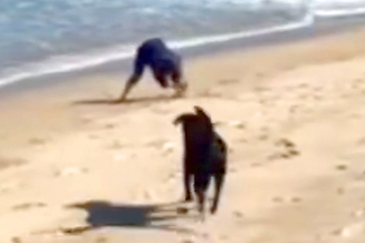 海の砂で山を作っていたら、大型犬が近づいてきて…芸人顔負けの『お笑いを分かっている光景』が41万再生「英才教育ｗｗ」「ルンルン笑顔ｗ」