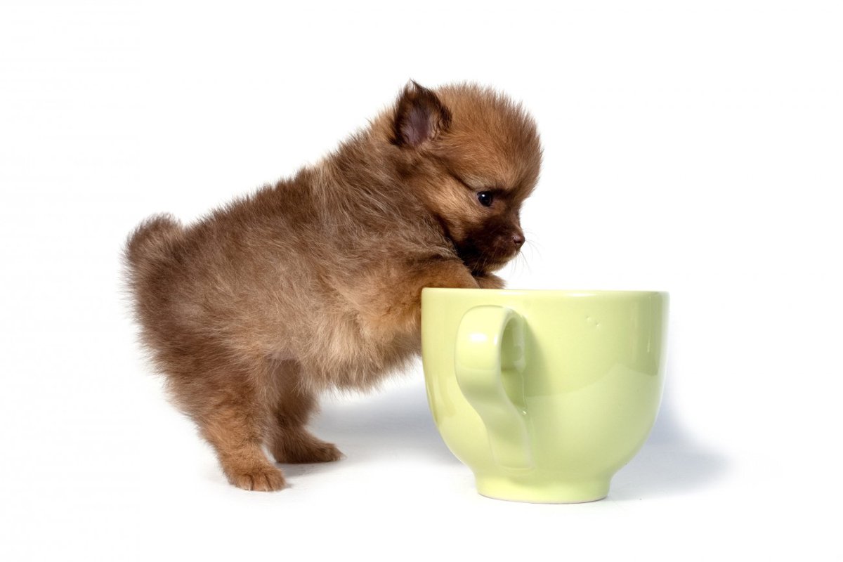 ティーカップポメラニアンってどんな犬？サイズ、寿命、値段、飼い方まで徹底解説
